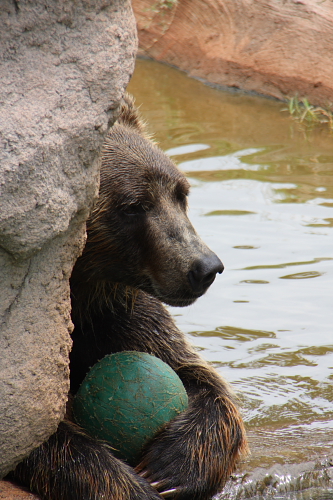 Grizzly Bear at OKC Zoo